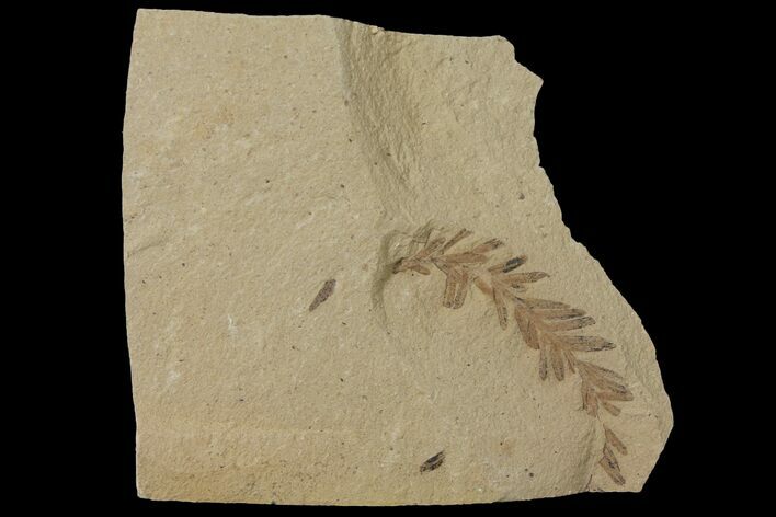 Dawn Redwood (Metasequoia) Fossil - Montana #126614
